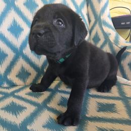 Teal collar female - Black female Labrador Retriever puppy in Holyoke, Massachusetts from Urban Oak Labradors LLC