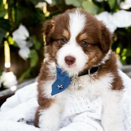 Australian Shepherd Puppies from Boise Aussie Paws