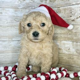 Oakley - Cream male Goldendoodle puppy in Litchfield, Connecticut from Gracie Doodles CT