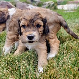 Cavapoo Puppies from Sophie's Puppy Den
