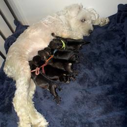Miniature Schnauzer Puppies from T&T