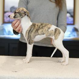 Freckle - White and fawn brindle female Whippet puppy in Atlanta, Georgia from Sinaj