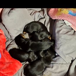 Dachshund Puppies from Melanie's Dachshunds
