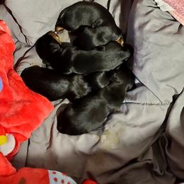 Dachshund Puppies from Melanie's Dachshunds