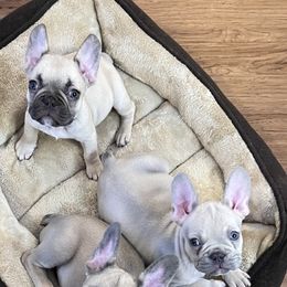 French Bulldogs from Noel’s Frenchies