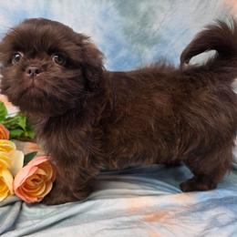 Toby - Chocolate male Shih Tzu puppy in Green Bay, Wisconsin from Kim's Shih Tzus