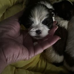 Not named - Tricolor male Shih Tzu puppy in Detroit, Michigan from Steel Blue Diamond Kennel