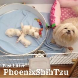 Shih Tzu Puppies from Phoenix Shih Tzu