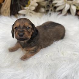 Dachshund Puppies from CR Kennels