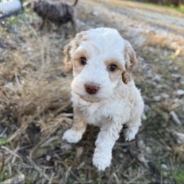 Ariel - Caramel female Australian Labradoodle puppy in Wamego, Kansas from Doodles of Oz