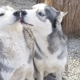 Togo - Siberian Husky