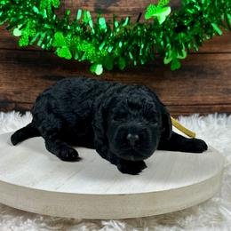 Janice - Black female Cockapoo puppy in Lancaster, Missouri from Cavapoo Acres