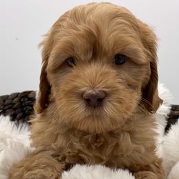 Australian Labradoodle and Labradoodle Puppies from Doodles_Ko