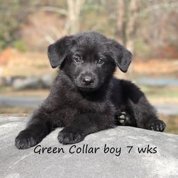 Green Collar - Black male German Shepherd puppy in Elkmont, Alabama from Oakmont Shepherds