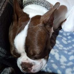 Roxy - Boston Terrier