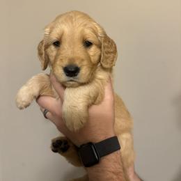 Golden Retriever Puppies from O’Shields Golden Paws