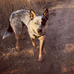 Australian Cattle Dog Puppies from Tin Roof Australian Cattle Dogs