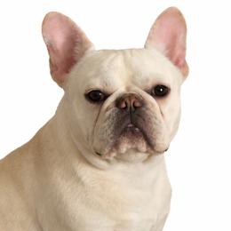 Boss - French Bulldog