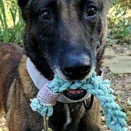 Belgian Malinois and Border Collies from House of Voodoo Kennels