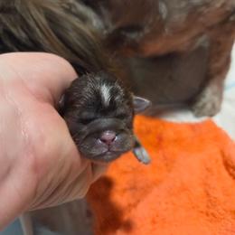 Sally - Chocolate and tan female Shih Tzu puppy in Fairview Park, Ohio from Sunshine Shih tzus