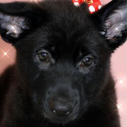 Artemis  (C) - Black female German Shepherd puppy in De Land, Florida from 3B’s Animal Artistry