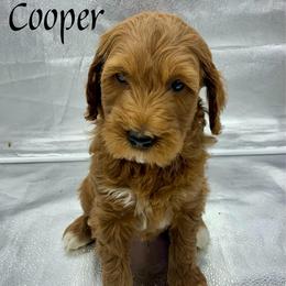 Cooper - Red  male Goldendoodle puppy in Travelers Rest, South Carolina from Bailey Mountain Doodles