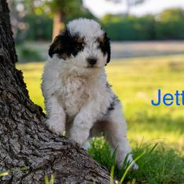 Jett - Black and white male Bernedoodle puppy in Stuart, Oklahoma from G Ridge Kennels