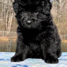 German Shepherd Puppies from Tabor Springs GSD