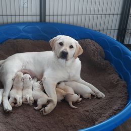 Labrador Retriever Puppies from Fidelity Farm Labradors