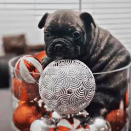 French Bulldogs from Top Shelf Bullies LLC
