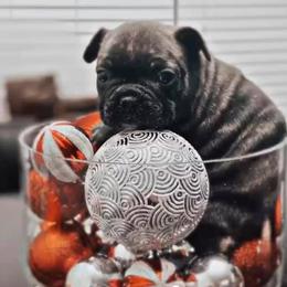 French Bulldogs from Top Shelf Bullies LLC