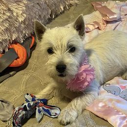 West Highland White Terriers from AKC Westies. Tami