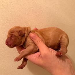 Light Blue - Golden male Golden Retriever puppy in Covington, Louisiana from MyKy Puppies