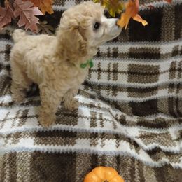 Banjo - Cream male Poodle puppy in Templeton, Pennsylvania from Precious Poodle Babies