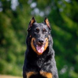 Svabina - Beauceron