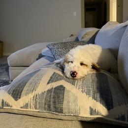 Goldendoodle Puppies from Magnolia Doodles co.