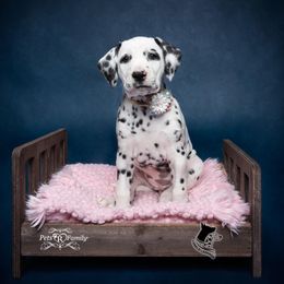 Dalmatian and Doberman Pinscher Puppies from Lorelei Legends
