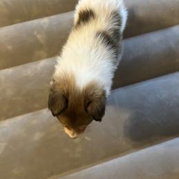 Lady - Sable female Collie puppy in Abilene, Texas from Regal Lassie's