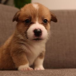 Pembroke Welsh Corgis from Adrian Balvanera