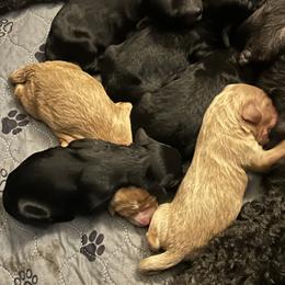 Girl 1 - female Cavapoo puppy in Tempe, Arizona from Springerdoodles Plus AZ