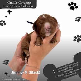 Jimmy - Red male Cavapoo puppy in Fort Lupton, Colorado from Puppy Paws Colorado