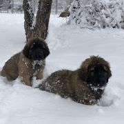 Leonberger Puppies from Tipping Point Leonbergers