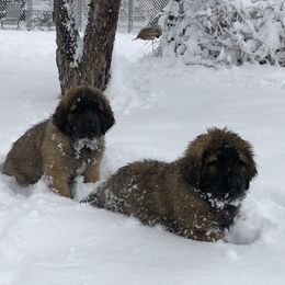 Leonberger Puppies from Tipping Point Leonbergers
