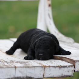 Phoebe - Black female Whoodle puppy in West Bend, Iowa from Blue Skies Terriers
