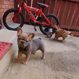 French Bulldogs from Majestic French Bulldog