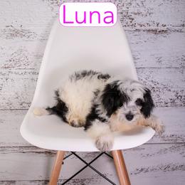 Luna - Parti female Assorted Doodle Crosses puppy in Calhoun, Georgia from Happy Top Doodles
