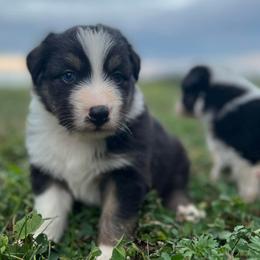 Australian Shepherds from Henderson Hill Australian Shepherds
