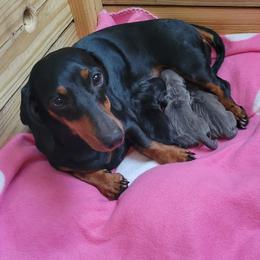 Dachshund Puppies from Bridge Creek Dachshunds