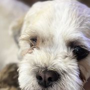 Shichons from Checkered flag breeding