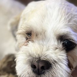 Shichons from Checkered flag breeding